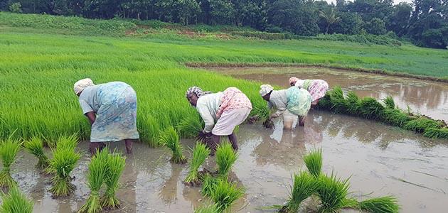 Solving India's Food Puzzle: A Coalition for Food Systems Transform(a)ction in India